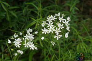 allium subhirsutum (2)